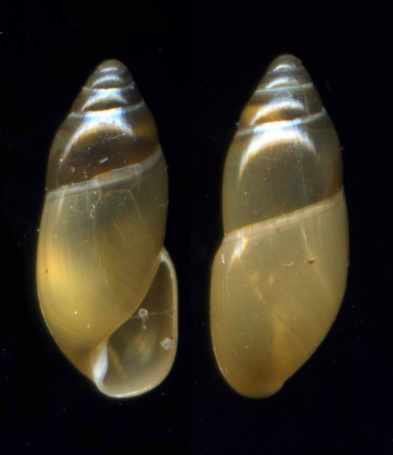 Ferussacia  folliculus